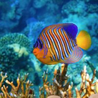 Yellowbar (Arabian) Angelfish and Scuba Diver