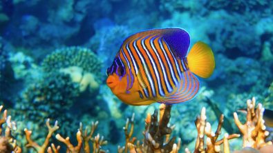 Yellowbar (Arabian) Angelfish and Scuba Diver