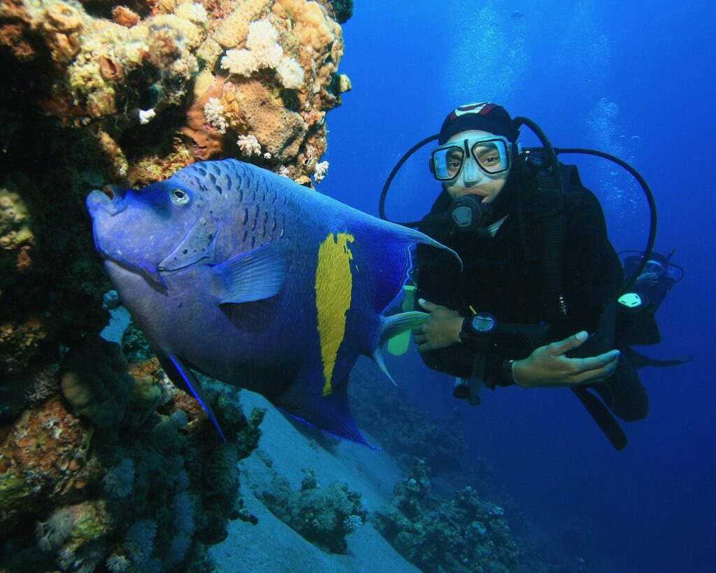 7 Angelfish Facts You Didn't Know