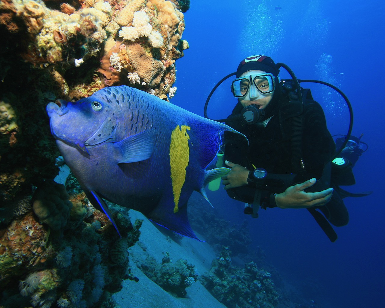 Yellowbar (Arabian) Angelfish and Scuba Diver