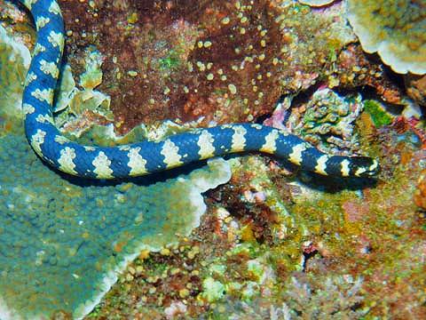 sea snake is resting on the rocky reef.