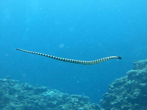 sea snake is swimming in the ocean.