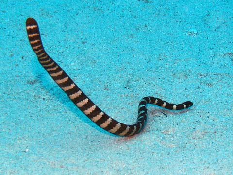 Sea snake resting on white sandy ocean floor