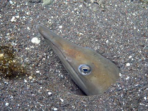 sea snake sticking head out of the sandy floor