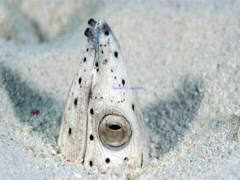 white sea snake with dots sticking his head out of white sandy floor