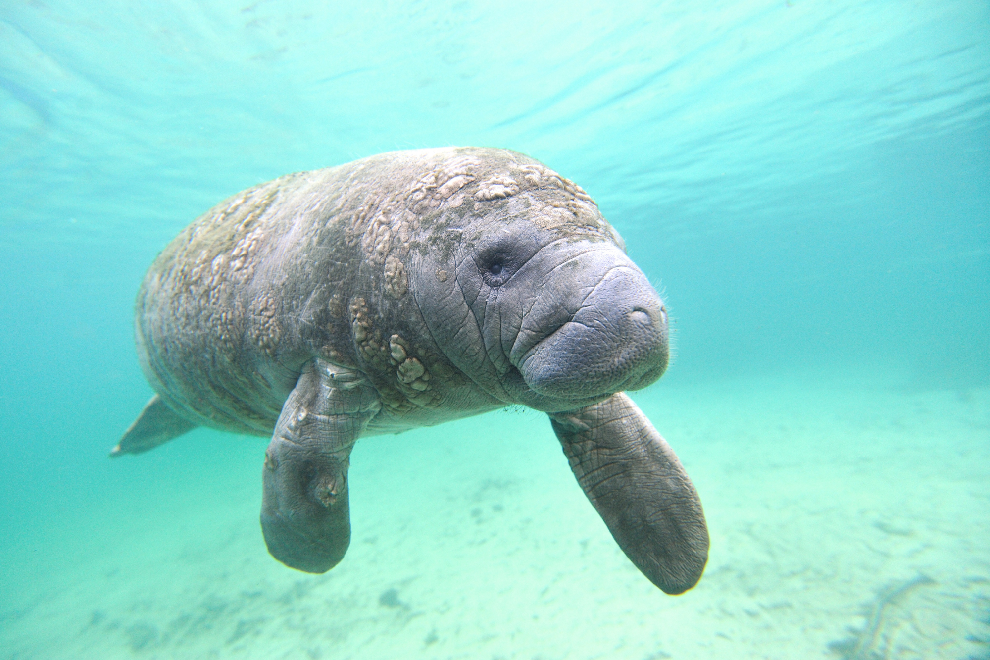 Close up image of a young manatee swimming