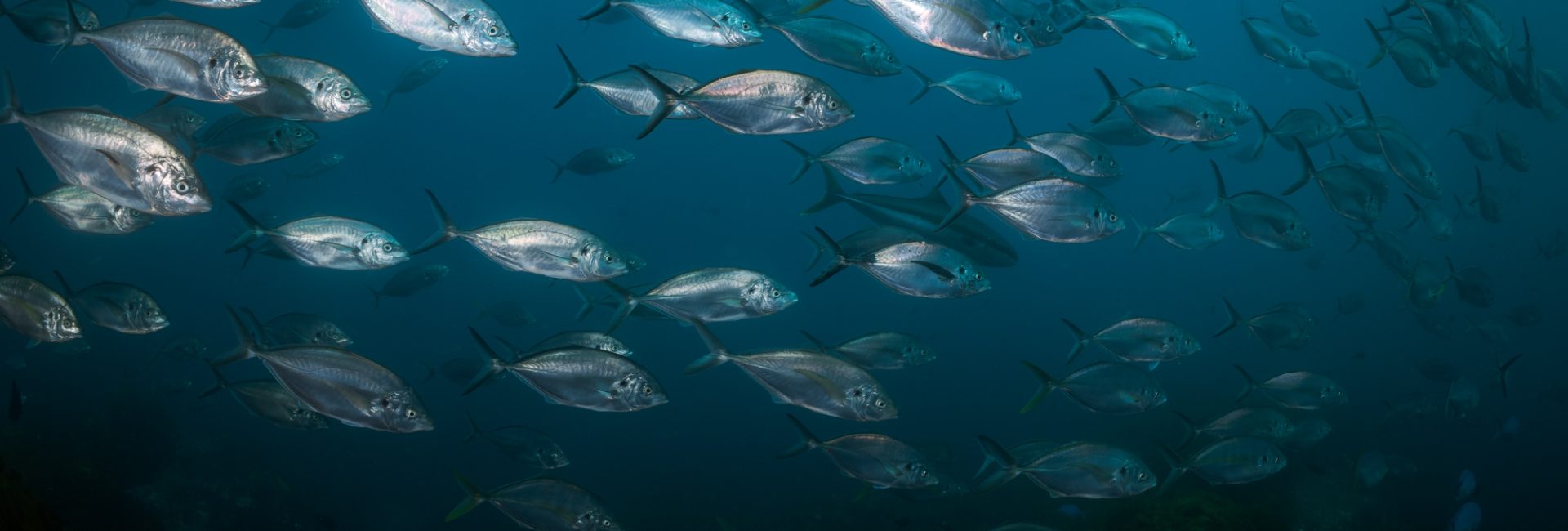 3 Things You’ll Learn During the PADI Fish Identification Specialty Course