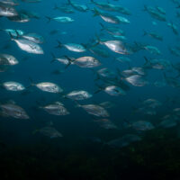 A school of fish in New Zealand