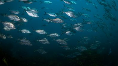 A school of fish in New Zealand