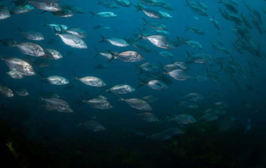 A school of fish in New Zealand