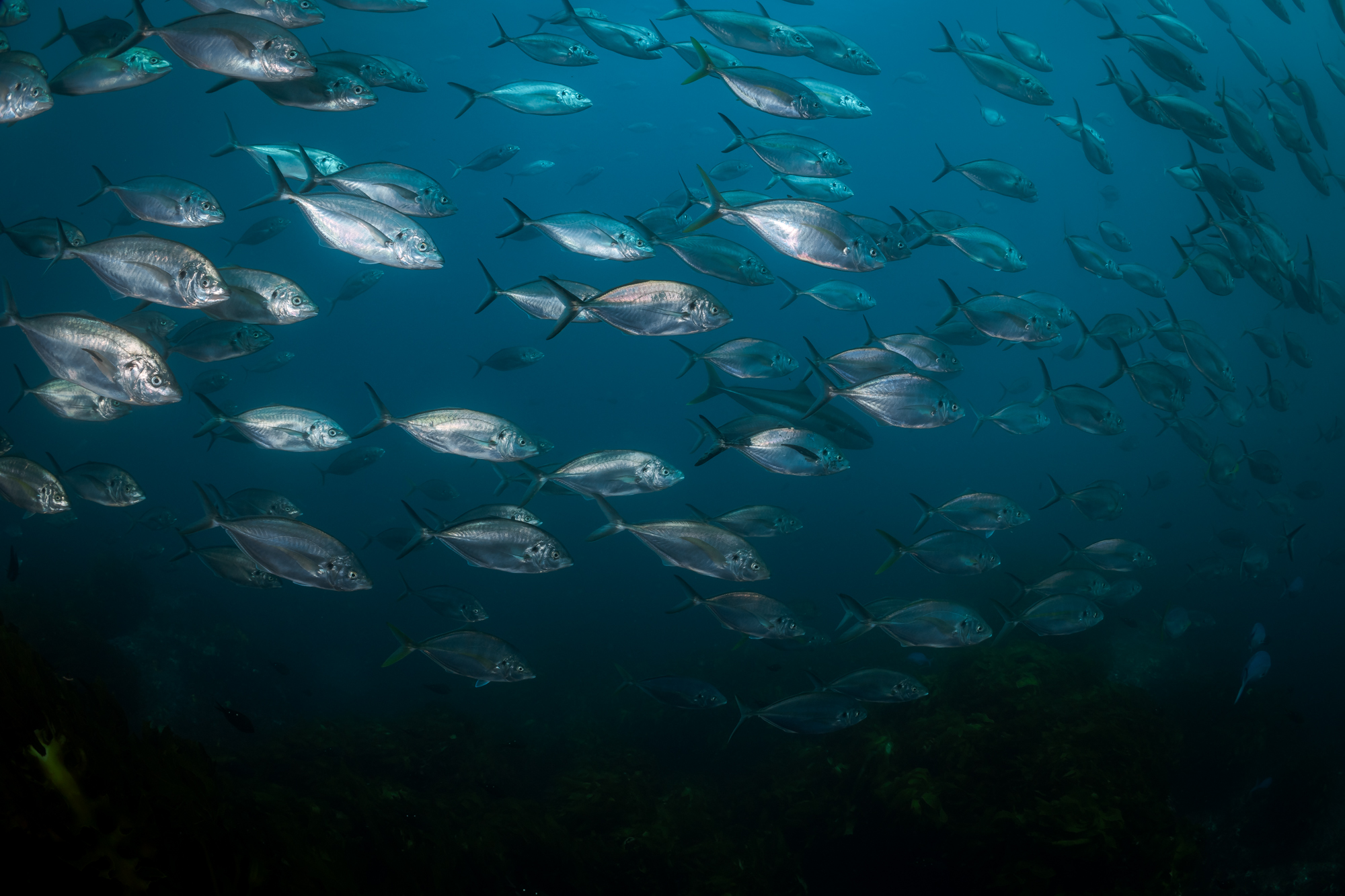 Un banco de peces en Nueva Zelanda