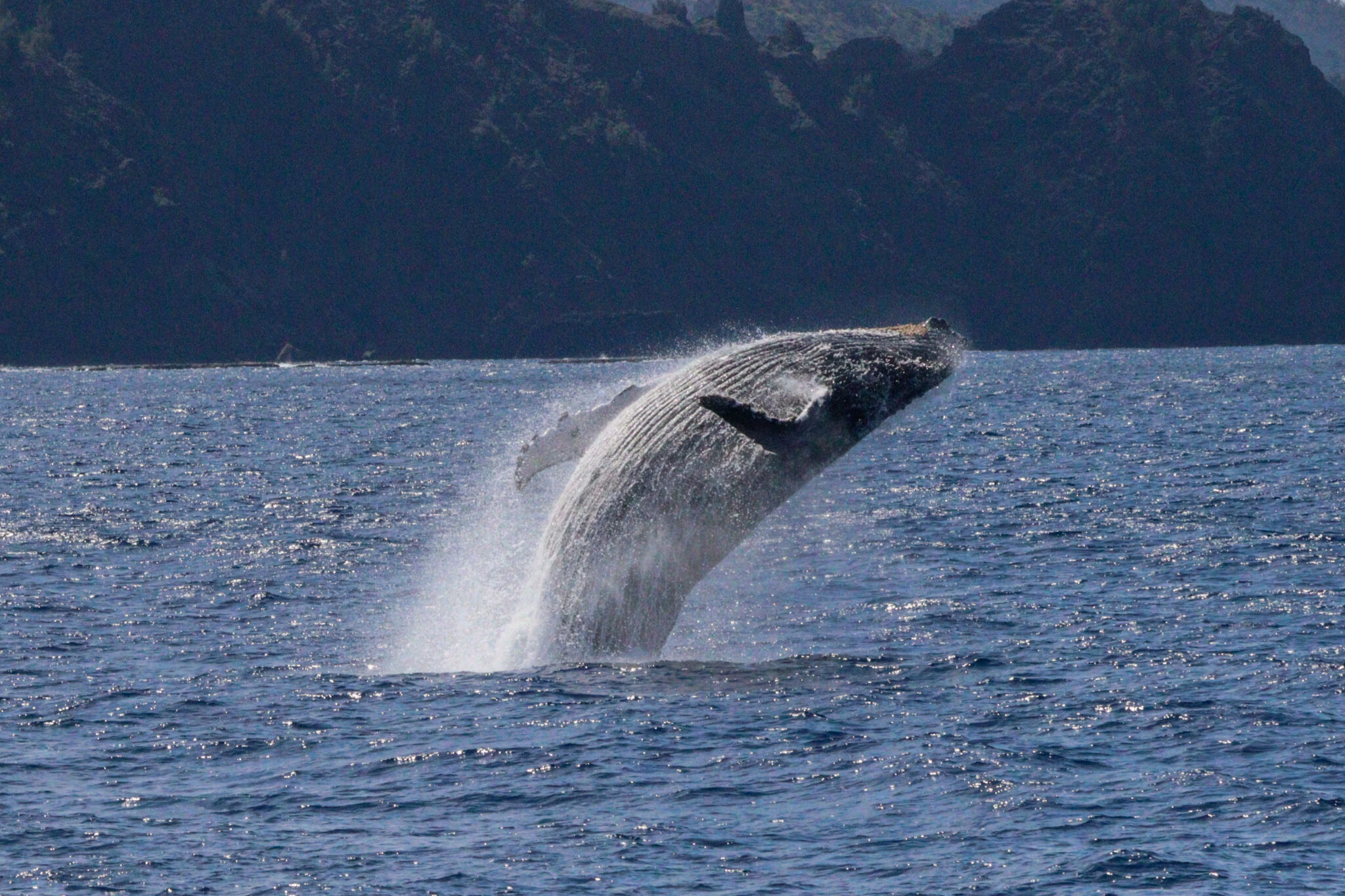 Humpback whale jumping out of the water.