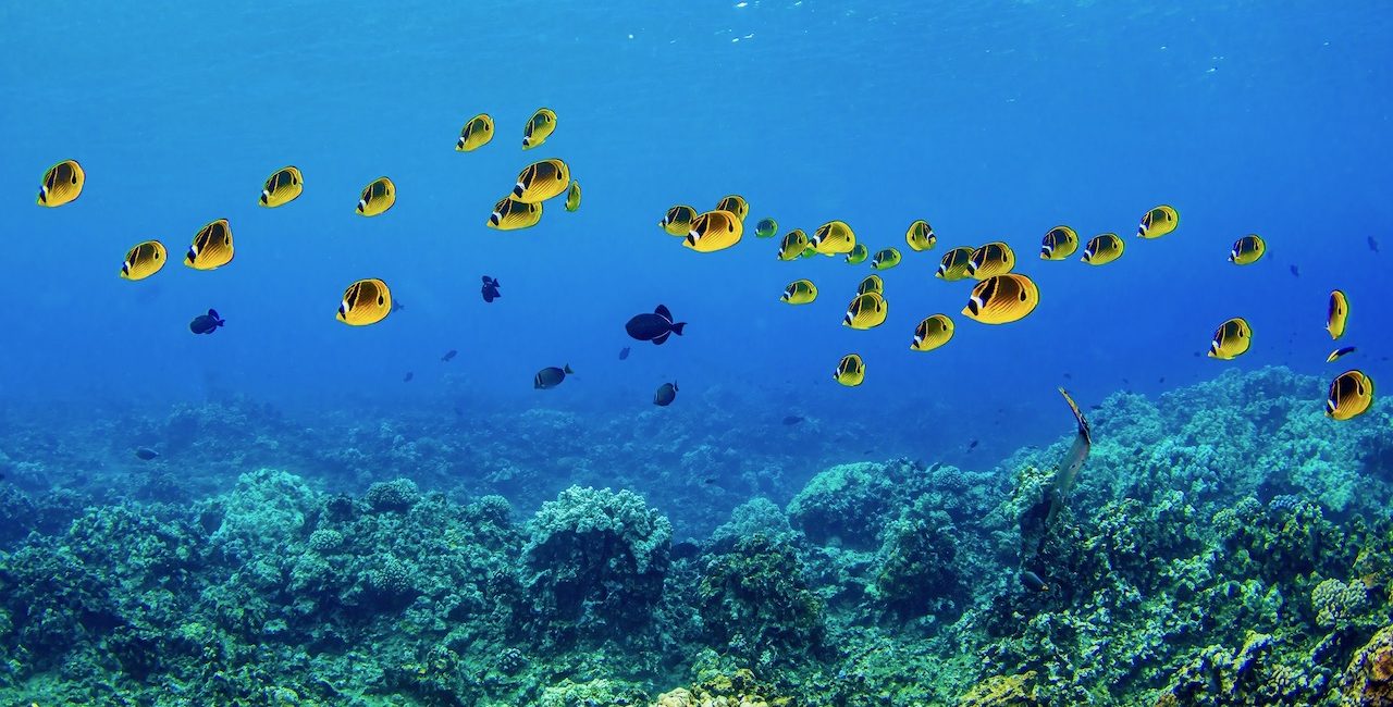 The 6 Best Dive Sites in Belize