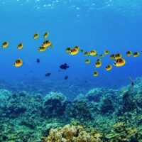 Coral fish shoal in the underwater. Fish shoal underwater. Underwater coral fishes. Coral fishes underwater