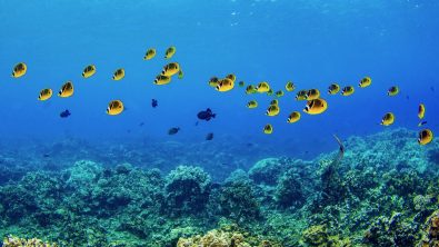 Coral fish shoal in the underwater. Fish shoal underwater. Underwater coral fishes. Coral fishes underwater