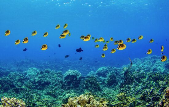 Coral fish shoal in the underwater. Fish shoal underwater. Underwater coral fishes. Coral fishes underwater