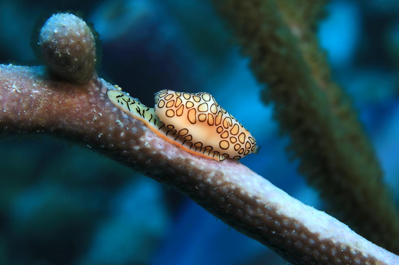 flamingo tongue bonaire marine life in bonaire