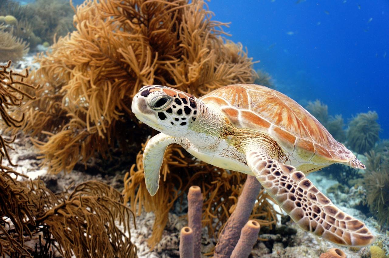 bonaire turtle on a reef