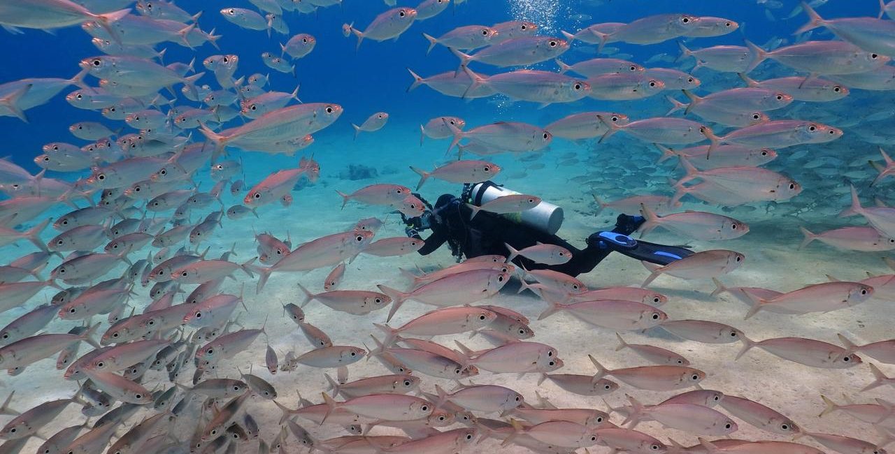 Marine Life in Bonaire: A Guide to the Island’s Coolest Underwater Encounters