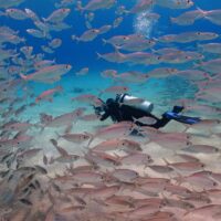 diver swimming through school of fish bonaire