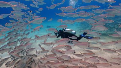 diver swimming through school of fish bonaire