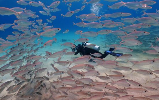 diver swimming through school of fish bonaire