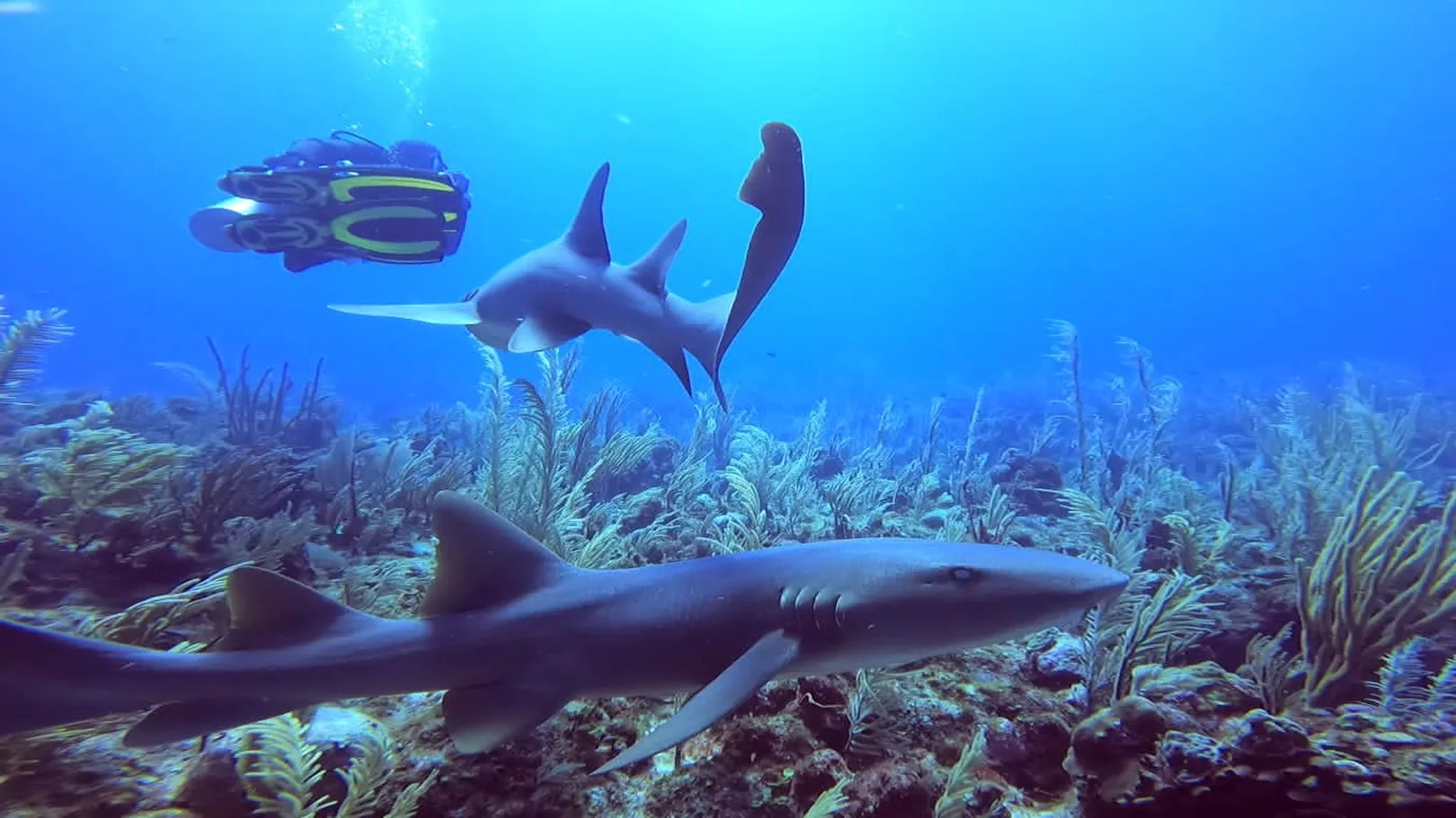 esmeralda canyons best dive sites belize