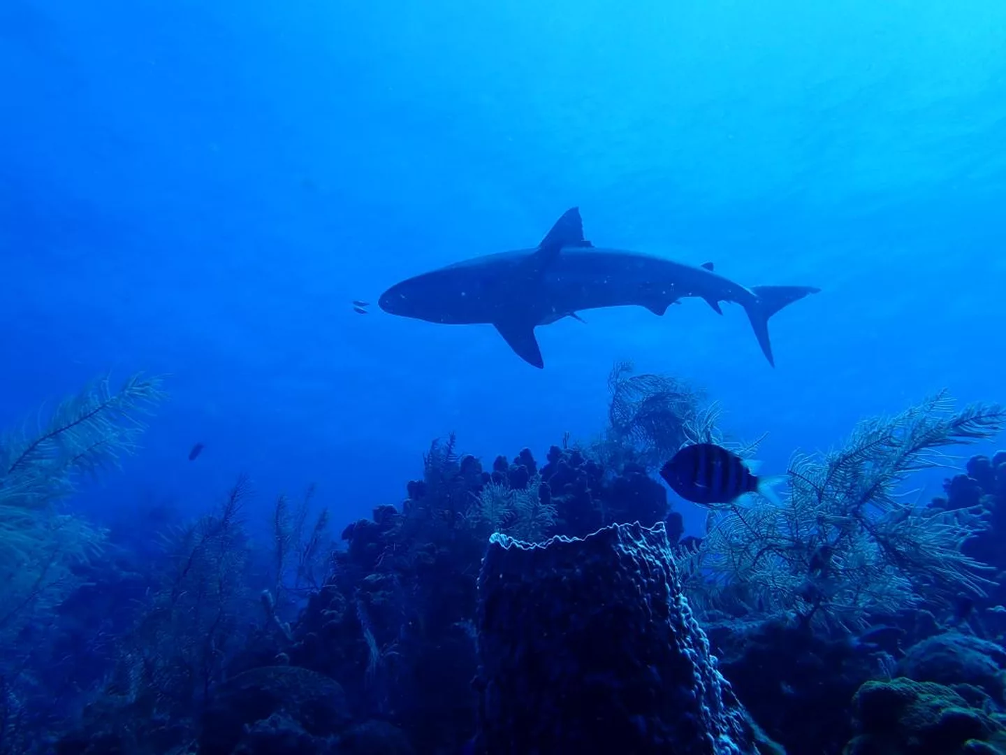 shark passing over a reef in Belize