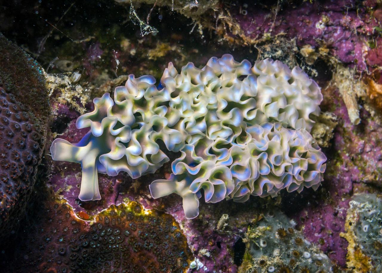 lettuce sea slug marine life bonaire