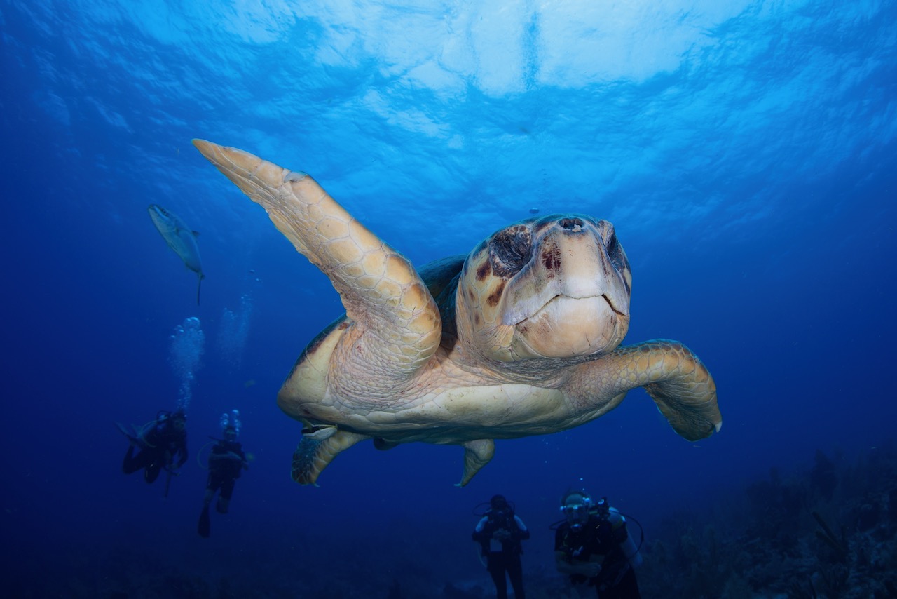 A big male Loggerhead turtle (Caretta caretta) cruises over a coral reef off Turneffe Atoll in Belize. This endangered turtle is relatively common in Caribbean region but found throughout the world.