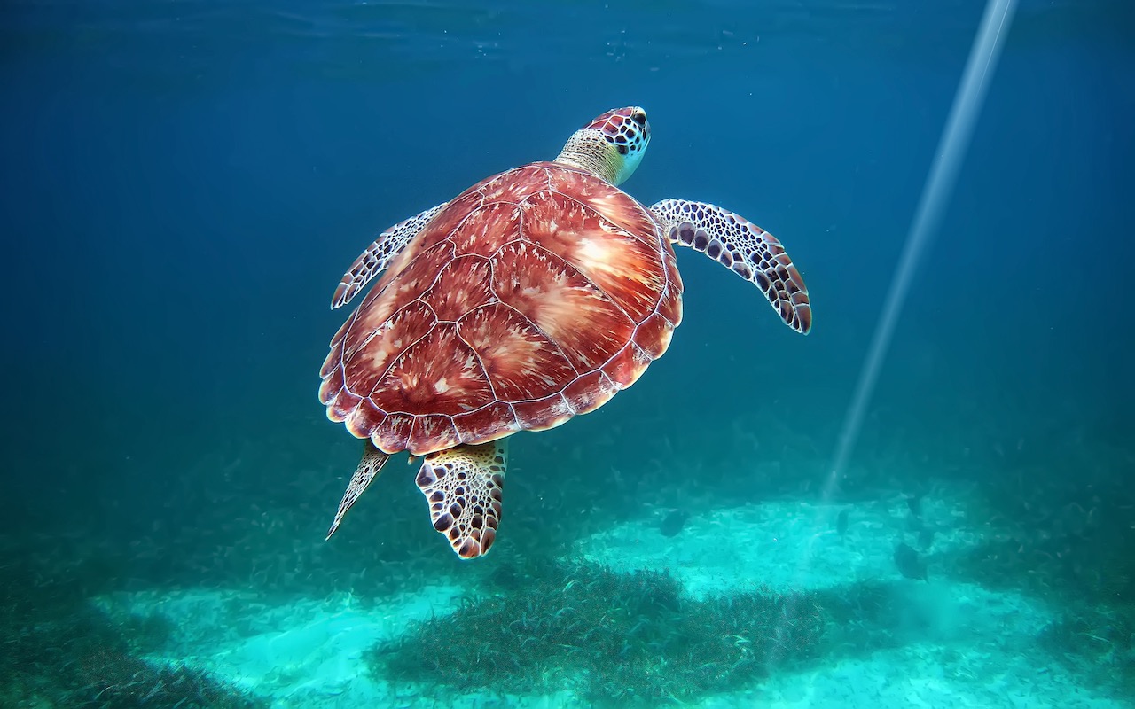 Hol Chan national park, Belize, scuba diving with turtles