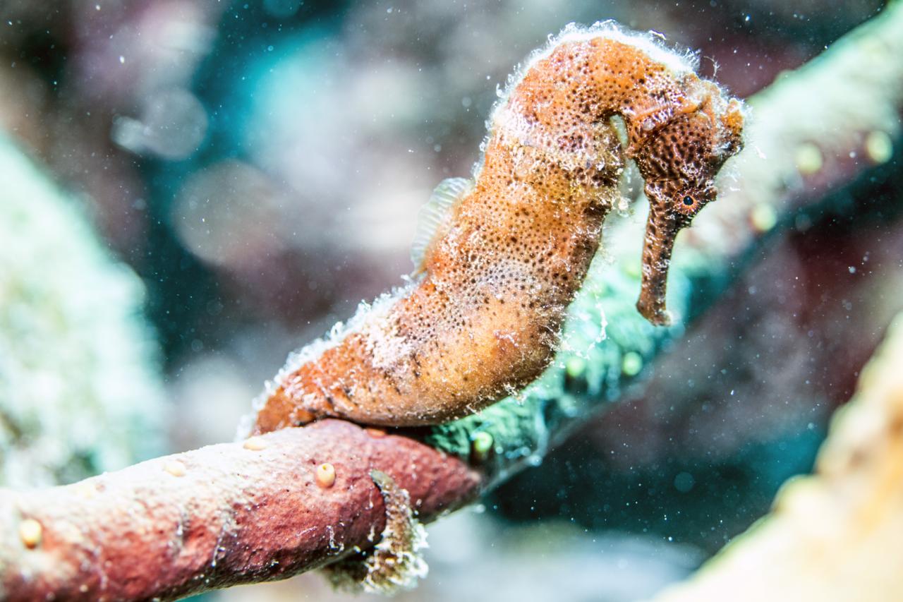 seahorse, one of the best marine life in bonaire