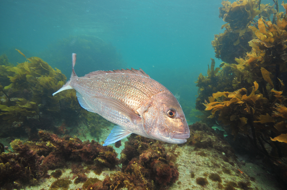 snapper swimming in the ocean