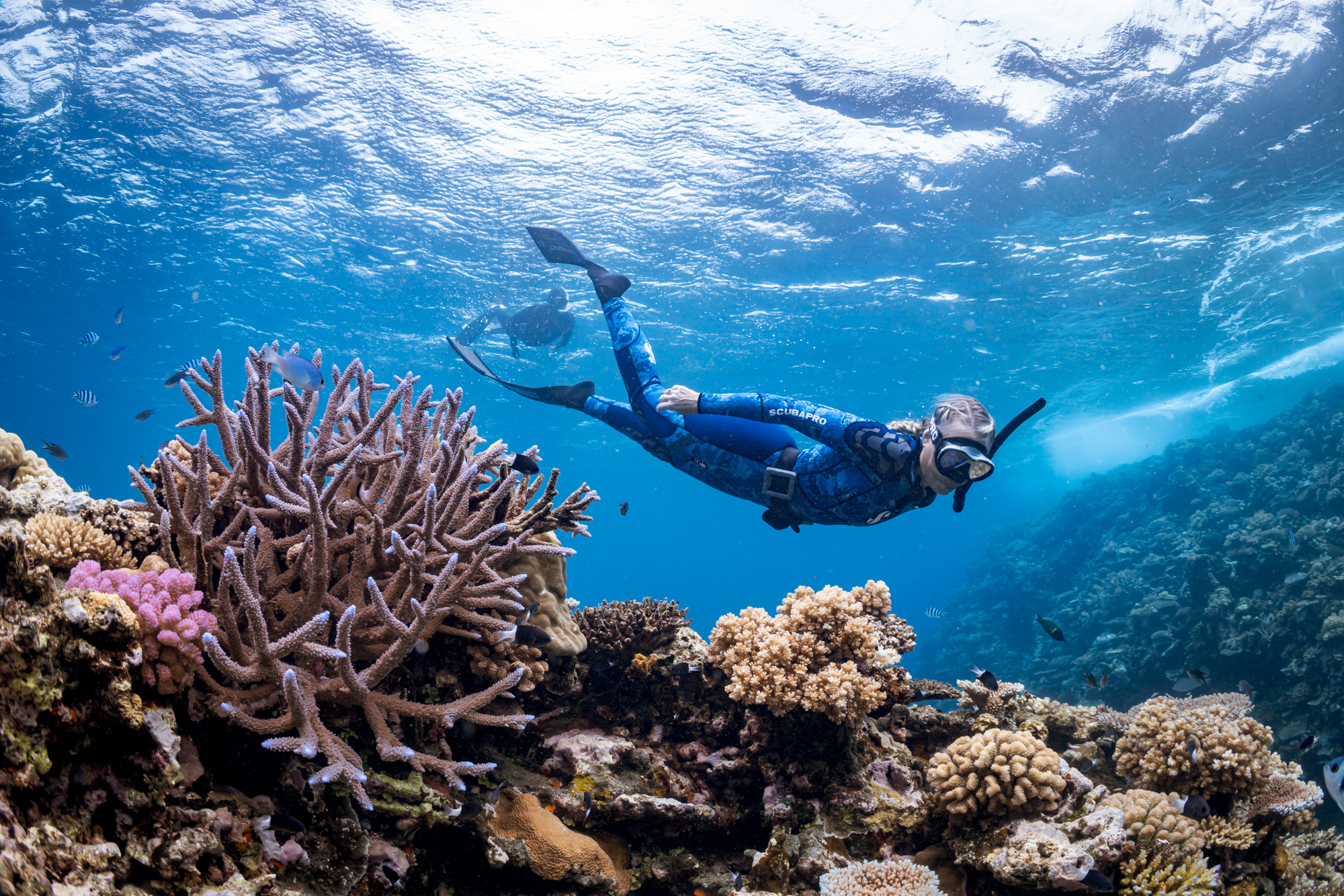 A snorkeler swims above a colorful coral reef in Fiji