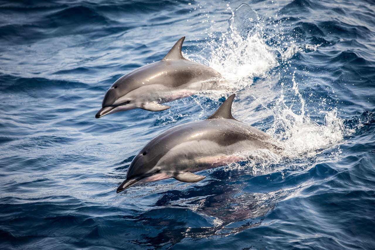 spinner dolphins coolest animals bonaire