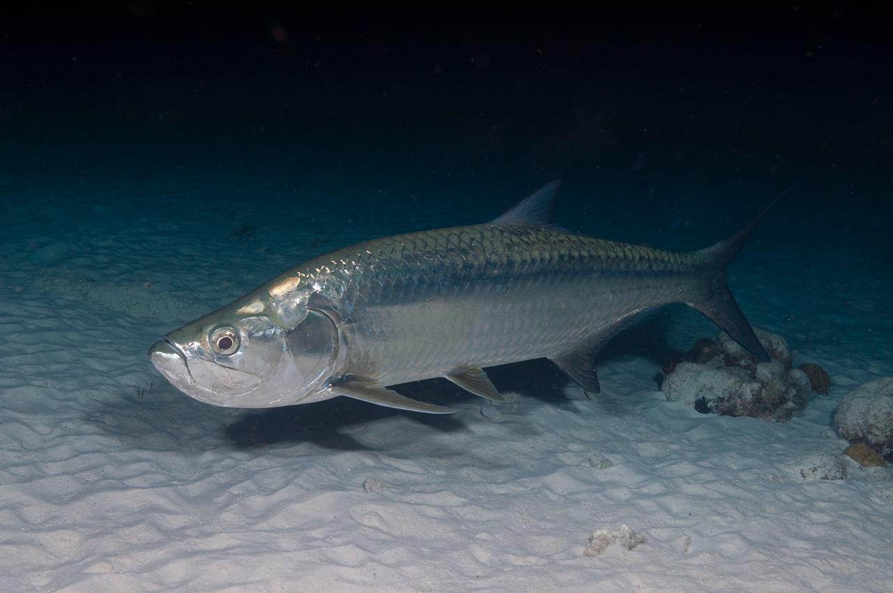 tarpon marine life in bonaire