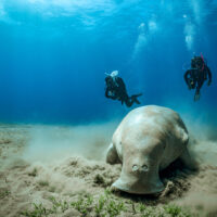 a man and a woman are scuba diving together and see a dugong