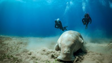 a man and a woman are scuba diving together and see a dugong