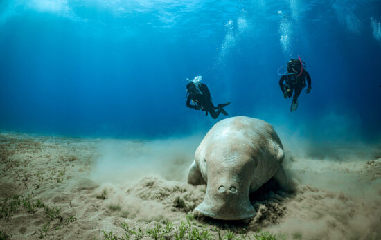 a man and a woman are scuba diving together and see a dugong