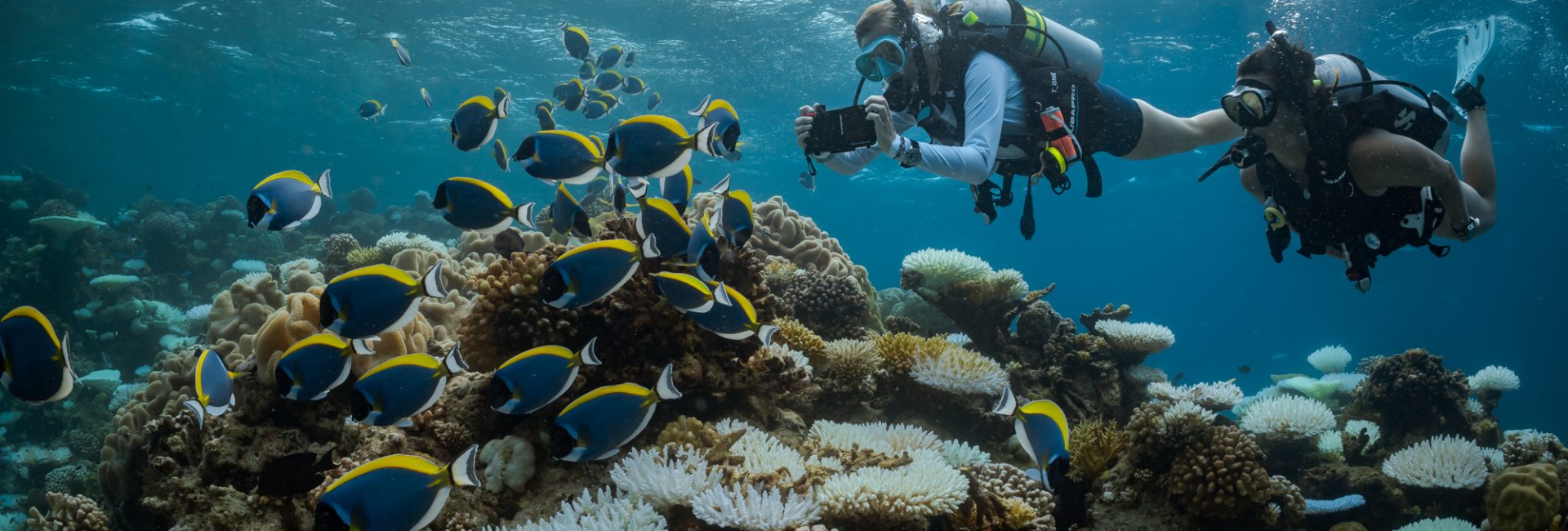 Introverts and Diving