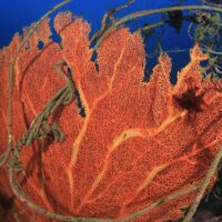 An entangled sea fan in the ocean