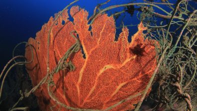 An entangled sea fan in the ocean