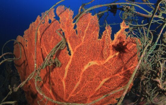 An entangled sea fan in the ocean