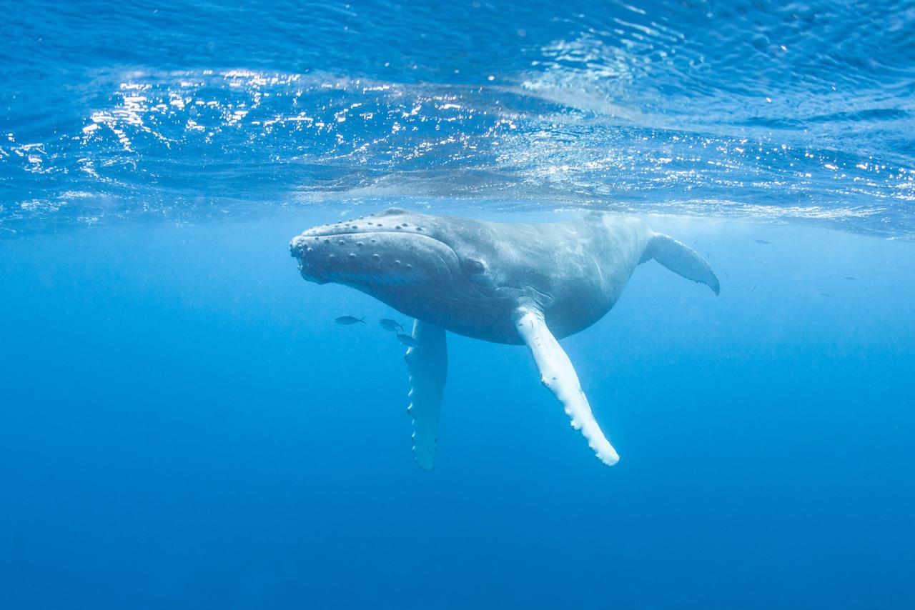 A young Humpback whale (Megaptera novaeangliae) swims at the surface of the Caribbean Sea, near where it was born. The calf will soon migrate north with its mother to feeding grounds off New England.