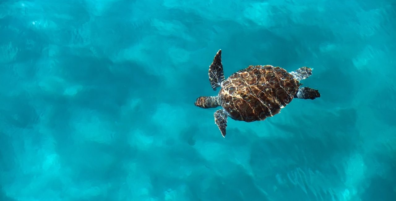 The Story Behind the Card: PADI AWARE Sea Turtle Legend by Stan Moniz
