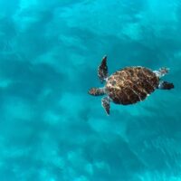 Huge turtle Caretta caretta swims in the sea, top view