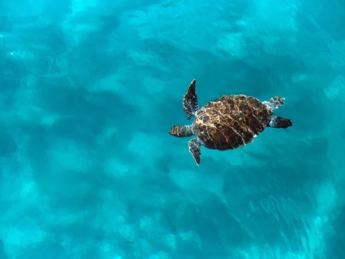 Huge turtle Caretta caretta swims in the sea, top view