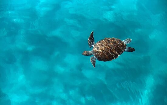 Huge turtle Caretta caretta swims in the sea, top view