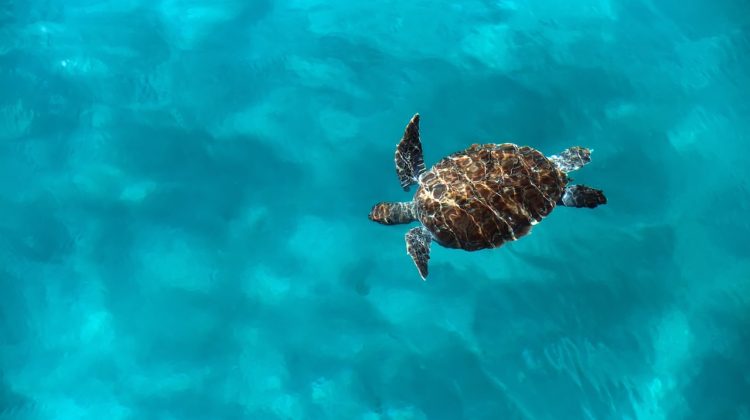Huge turtle Caretta caretta swims in the sea, top view
