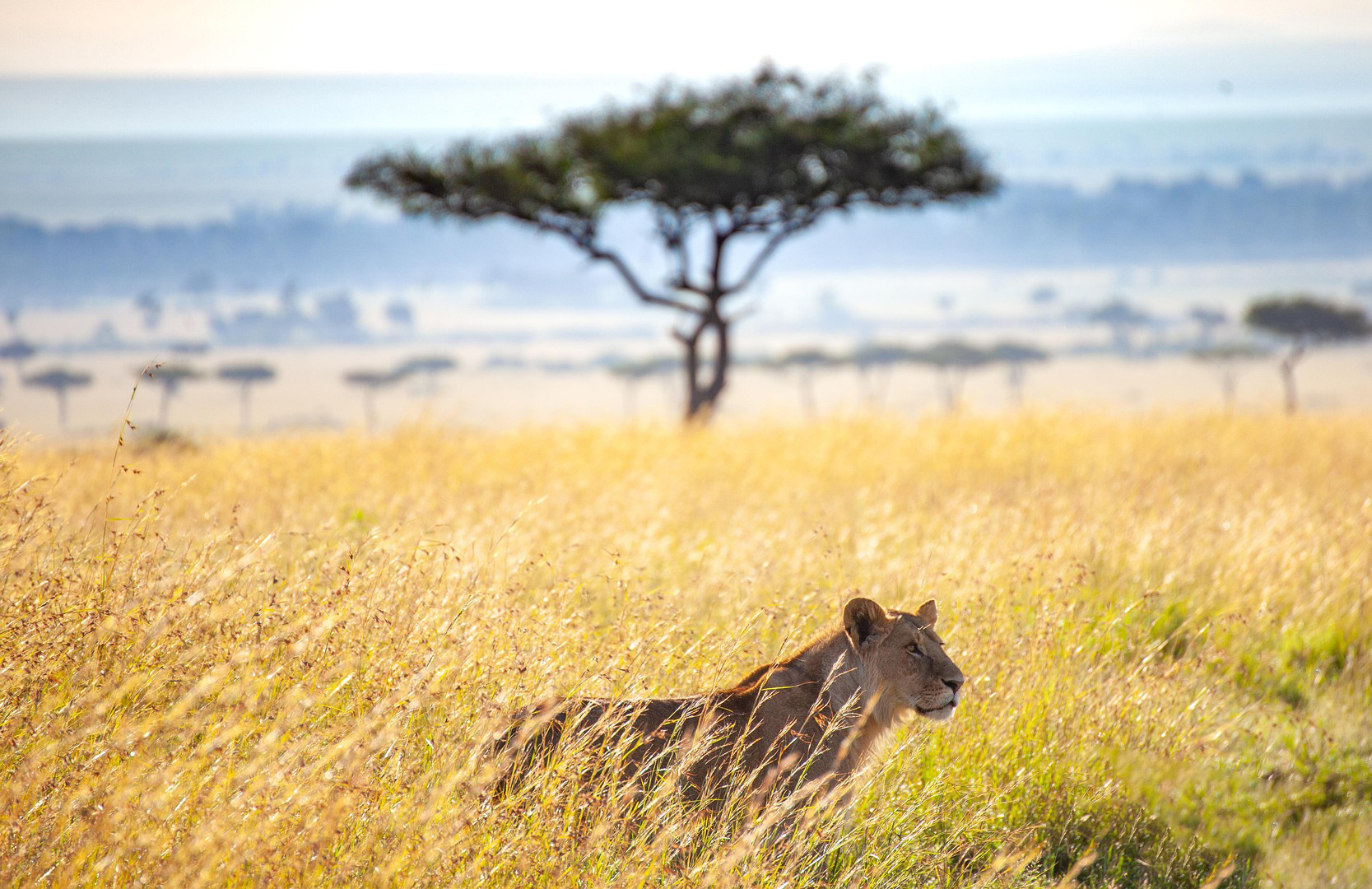 A lioness in the African savanna A lioness in a savanna landscape you might see in South Africa, one of the best destinations for a wildlife safari and diving